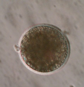 Mature blastocysts (embryo) ready to transfer into recipient mare.